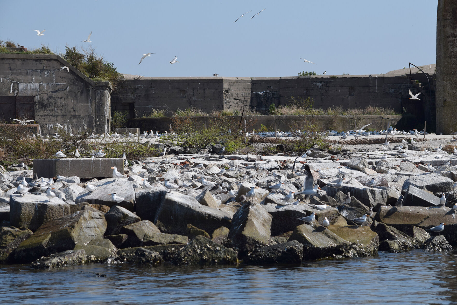 Birds at Fort Wool, VA